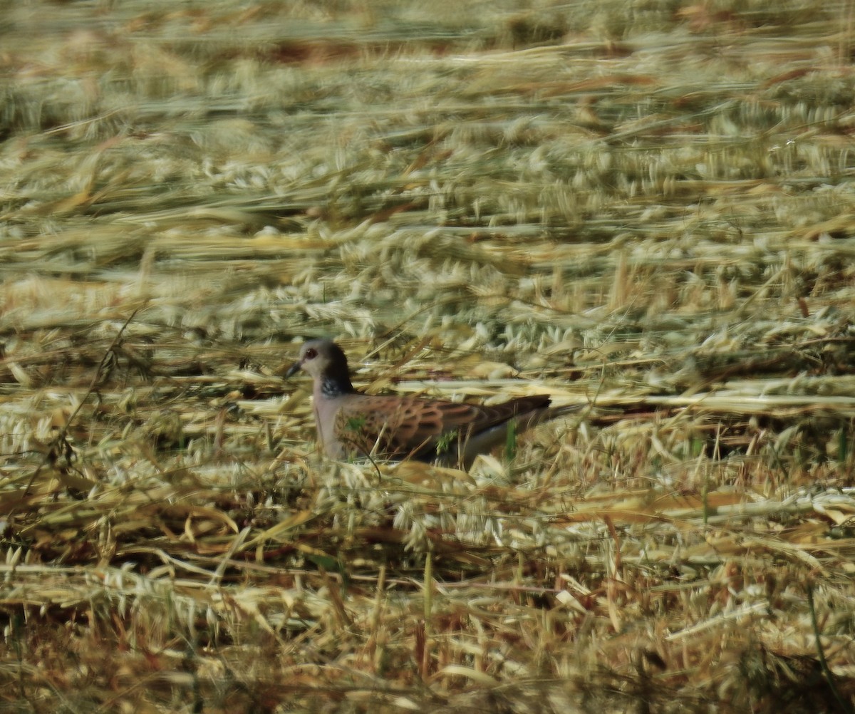 European Turtle-Dove - ML620444951