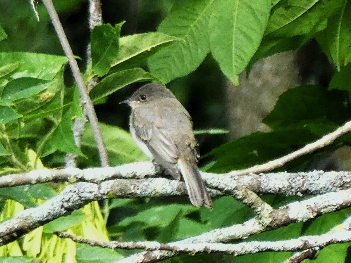 Eastern Phoebe - Daniel Alain Dagenais