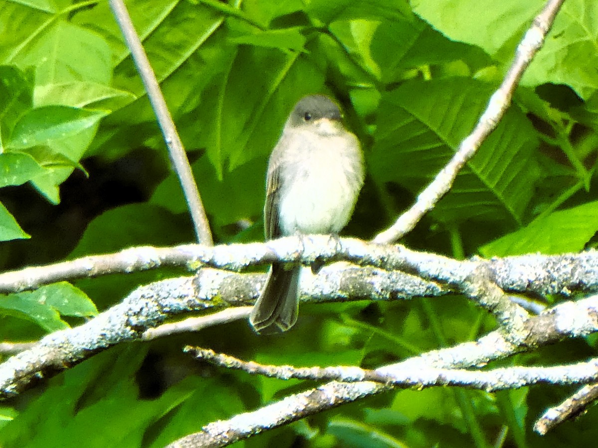 Eastern Phoebe - ML620444953