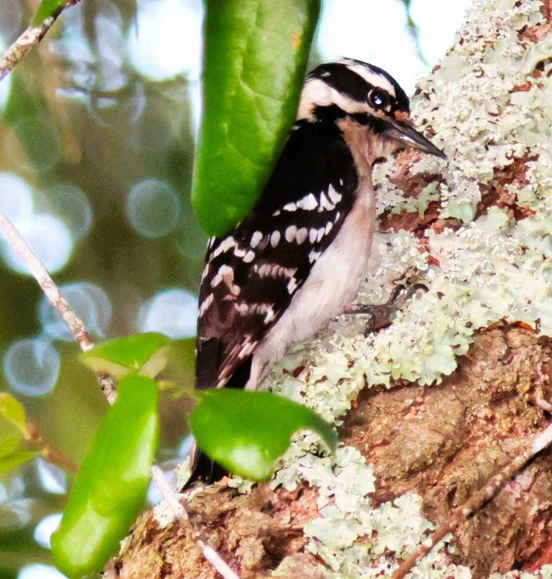 Downy Woodpecker - ML620444954