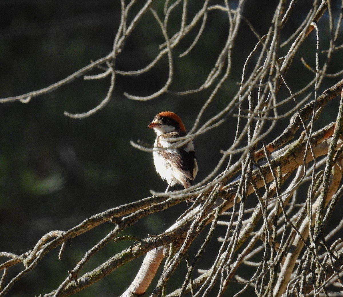 Woodchat Shrike - ML620444957