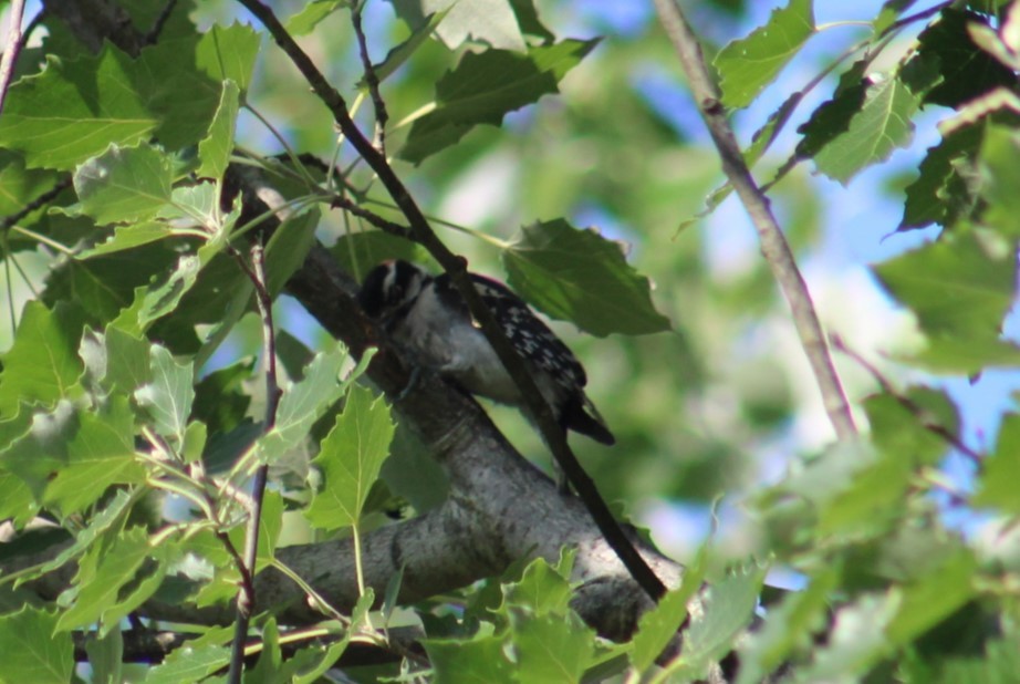 Downy Woodpecker - ML620444963