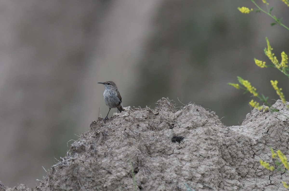 Rock Wren - ML620444964