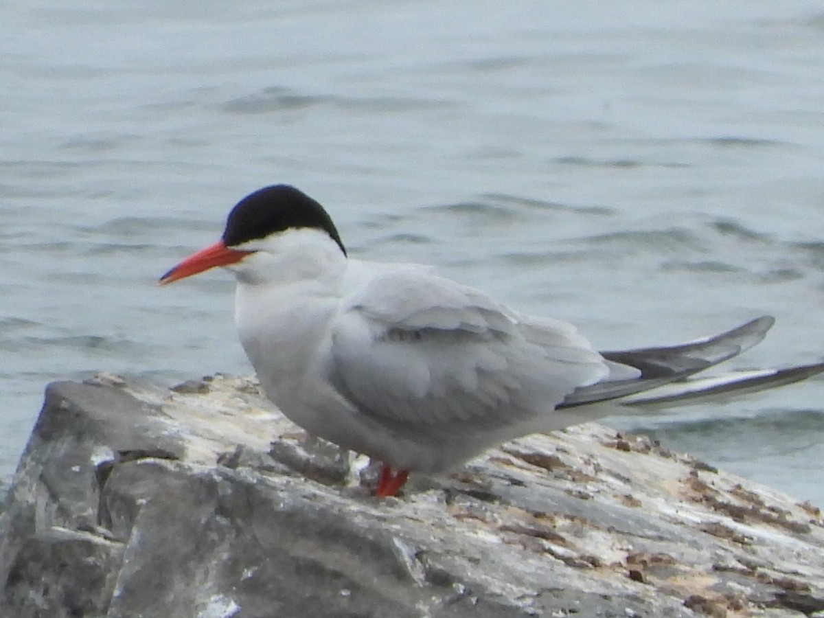 Common Tern - ML620444977