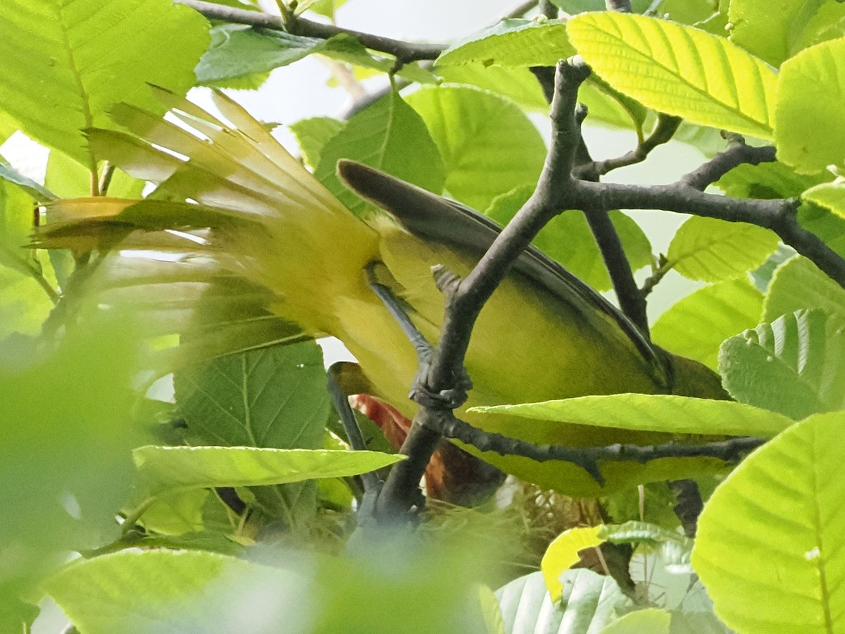 Orchard Oriole - ML620444992