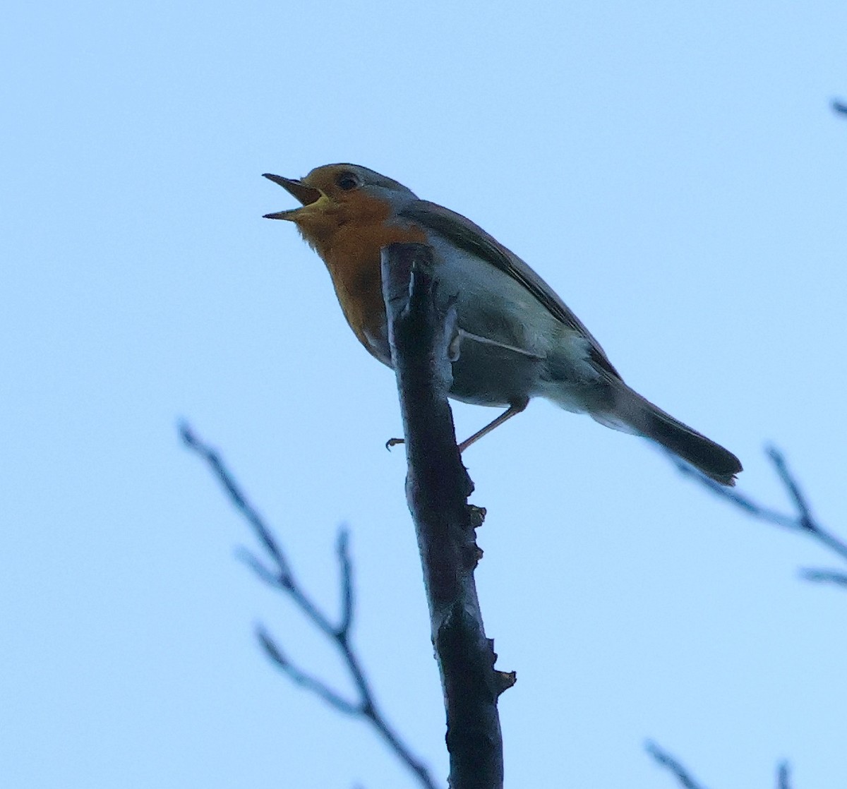 European Robin - ML620444993