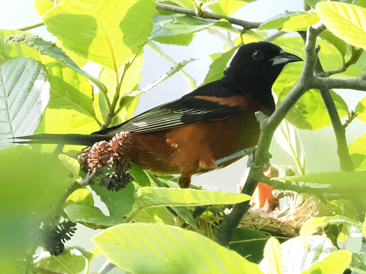 Orchard Oriole - ML620444994