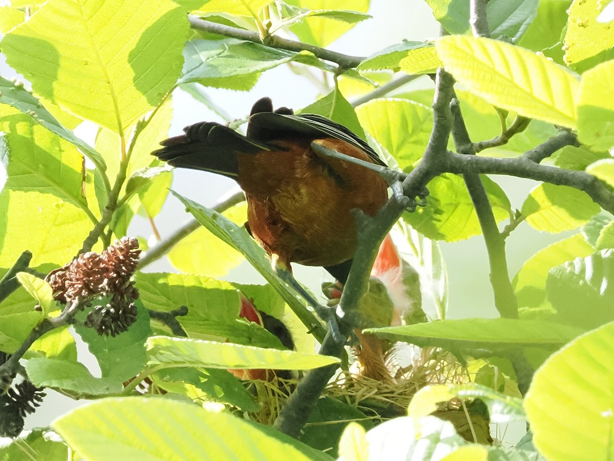 Orchard Oriole - ML620444997