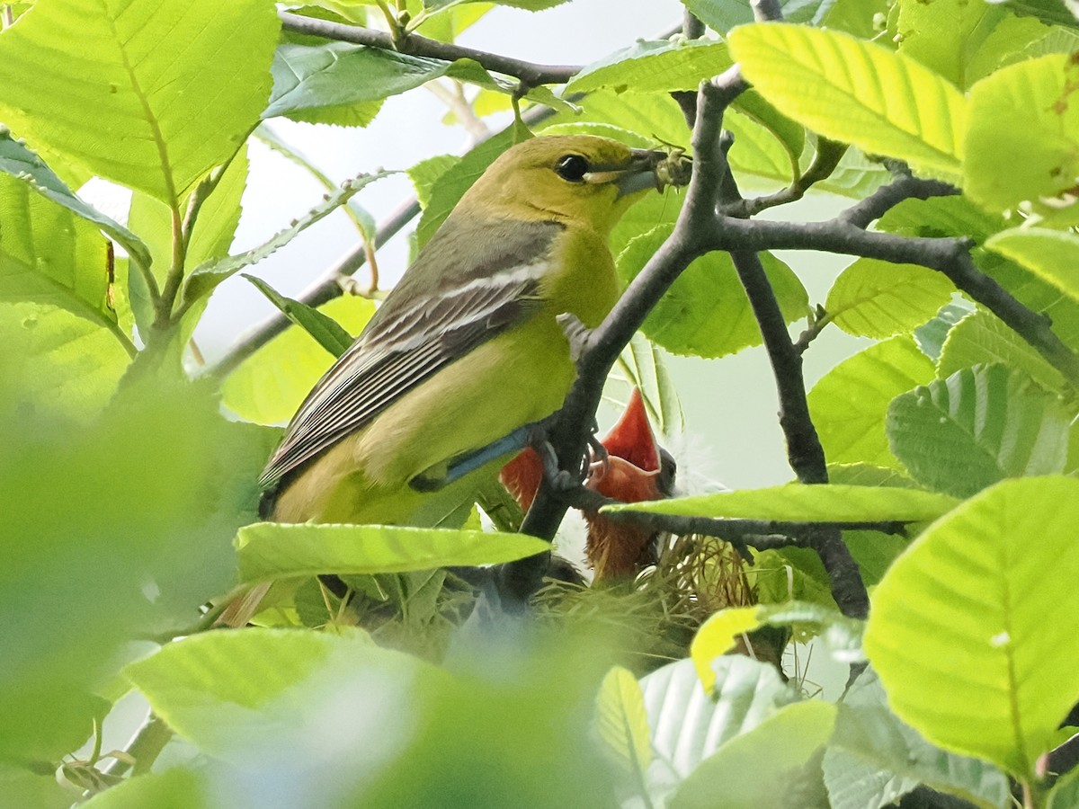 Orchard Oriole - ML620444998