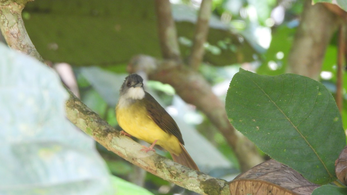 Yellow-bellied Bulbul - ML620444999