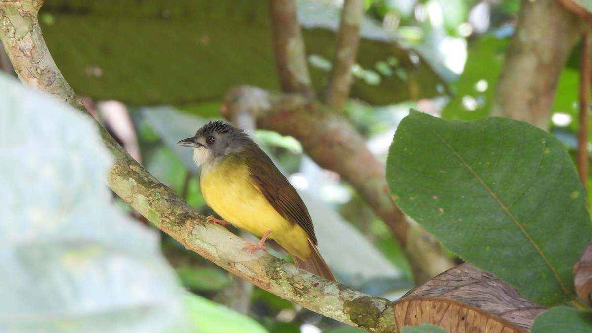 Yellow-bellied Bulbul - ML620445000