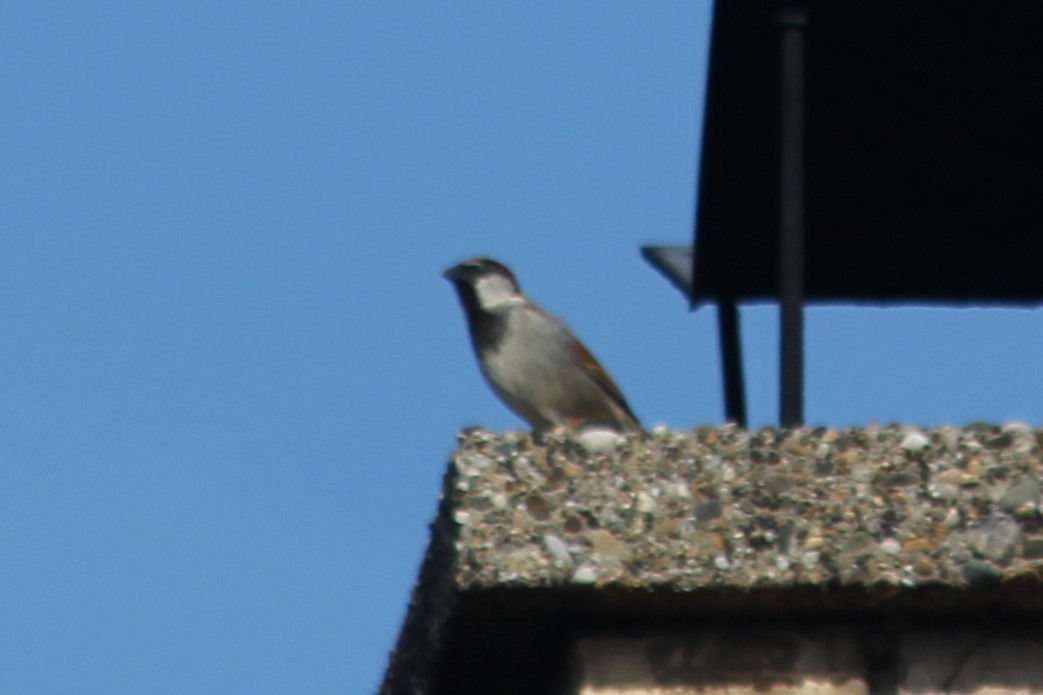 House Sparrow - ML620445003