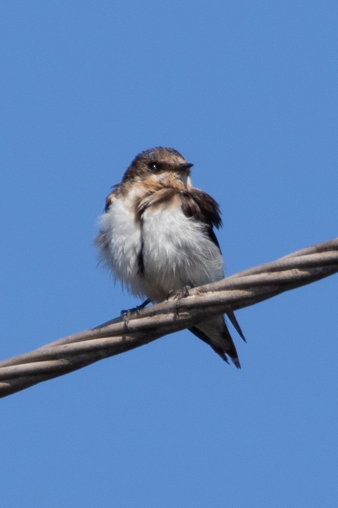 Barn Swallow - ML620445012