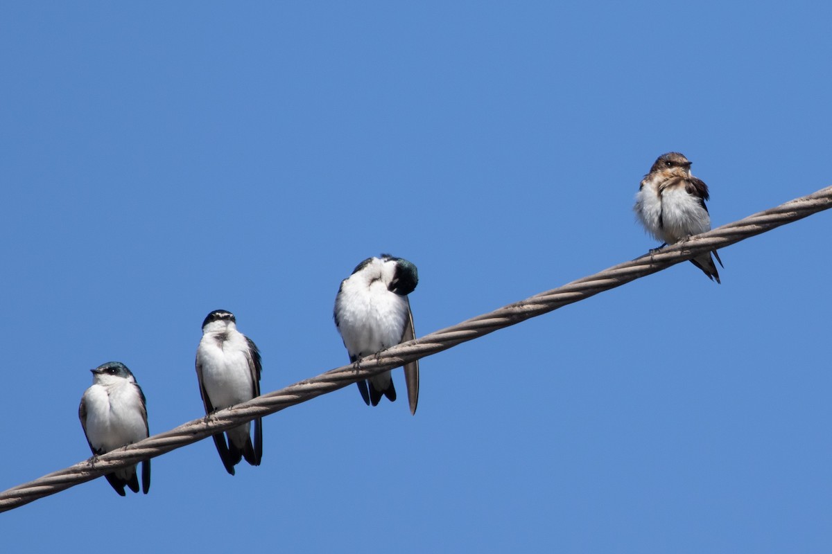 Mangrove Swallow - ML620445021