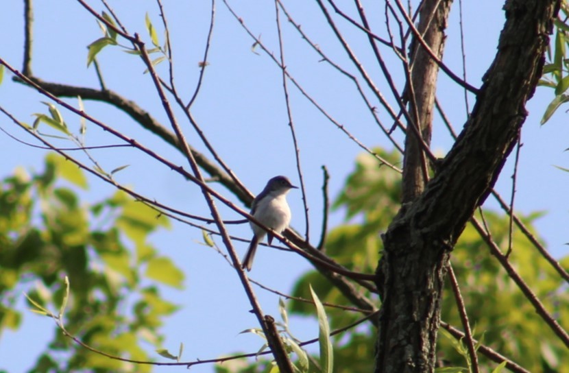 Blue-gray Gnatcatcher - Deborah  Hansen