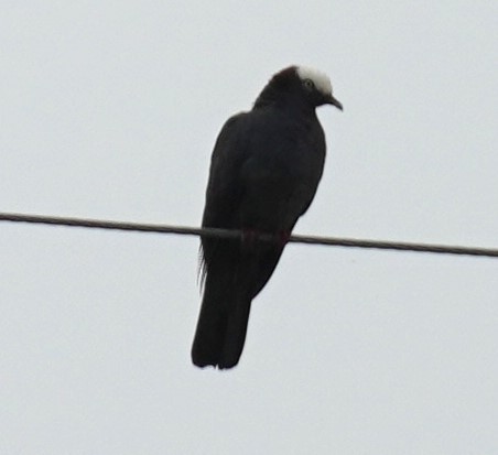 Pigeon à couronne blanche - ML620445038