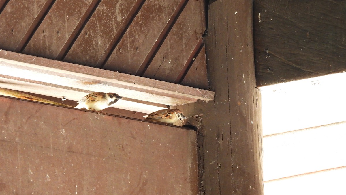 Eurasian Tree Sparrow - ML620445046