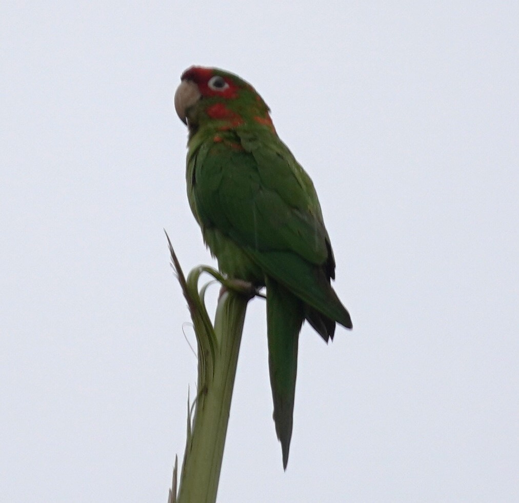 Aratinga Mitrada - ML620445050