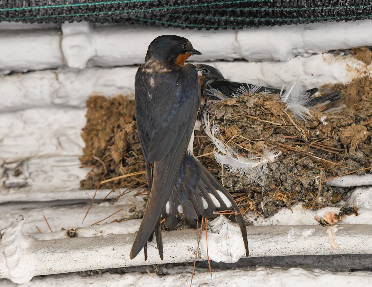 Barn Swallow - ML620445060