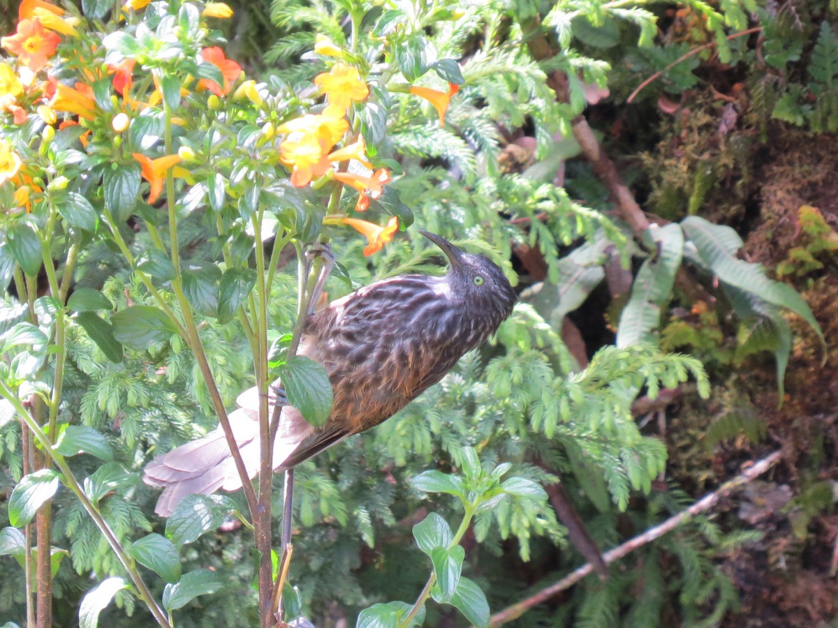 Gray-streaked Honeyeater - ML620445063