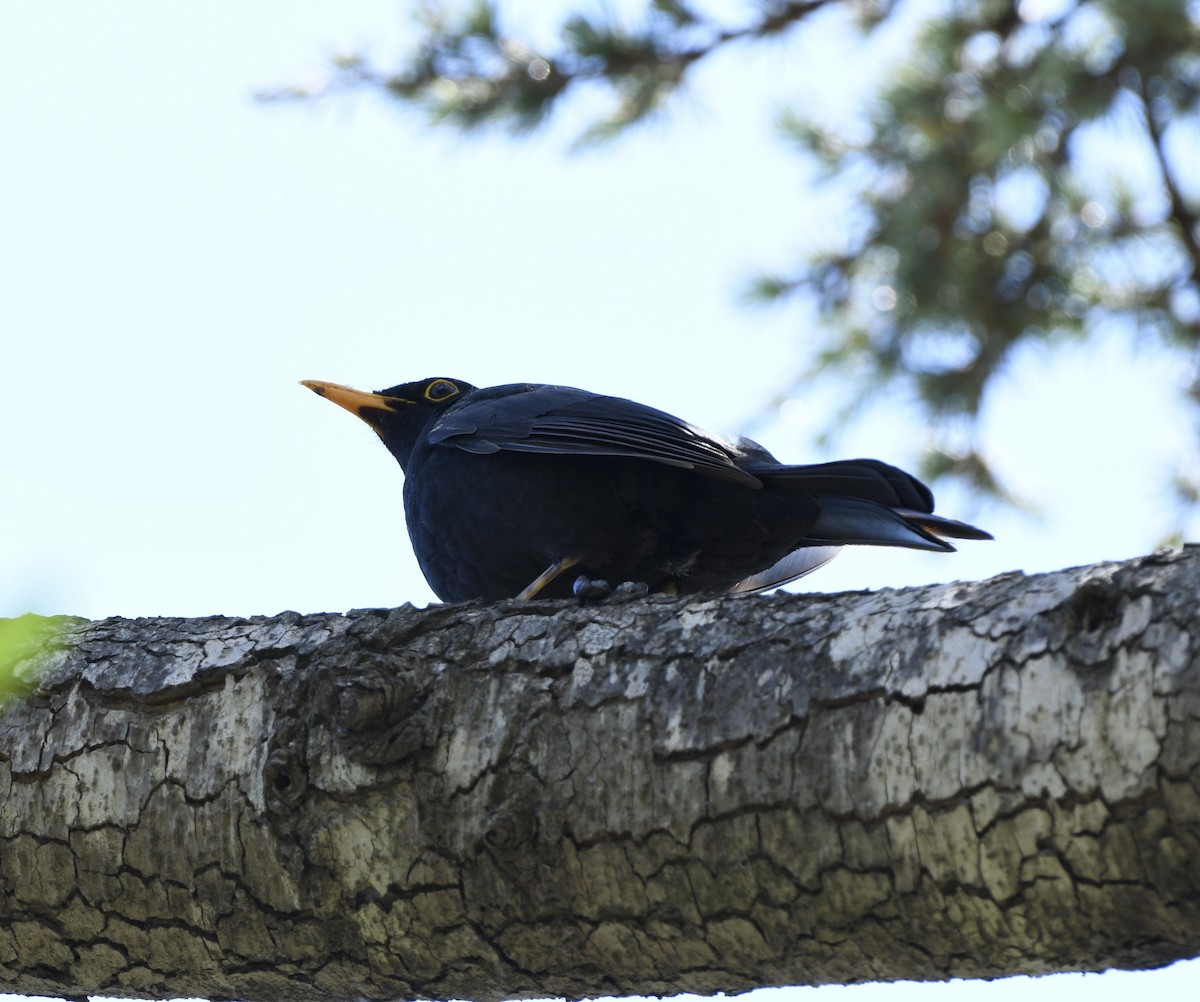 Eurasian Blackbird - ML620445066