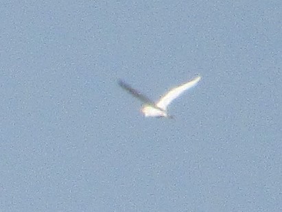 white egret sp. - ML620445069