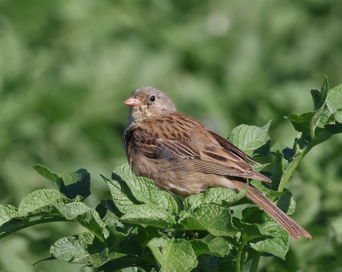 Ortolan Bunting - ML620445077