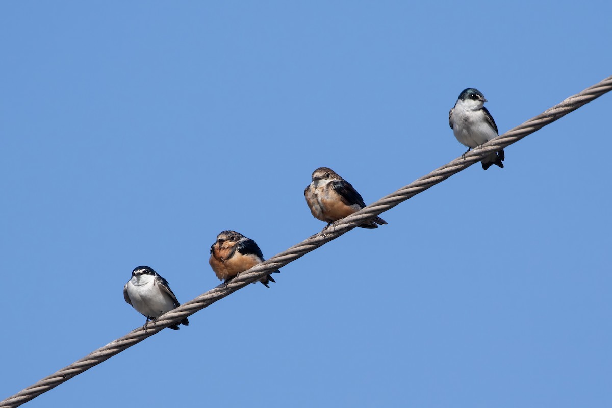 Mangrove Swallow - ML620445081