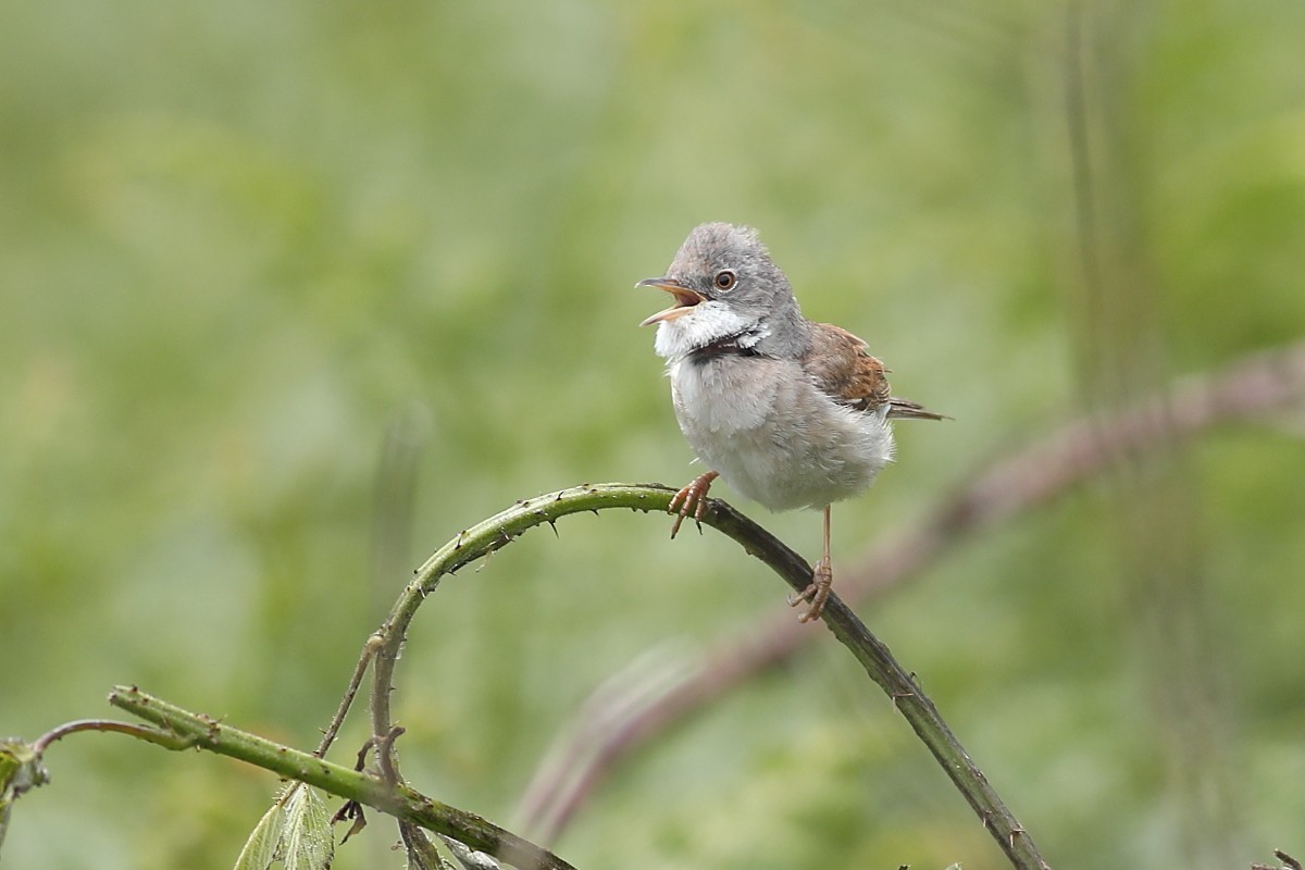 Greater Whitethroat - ML620445096