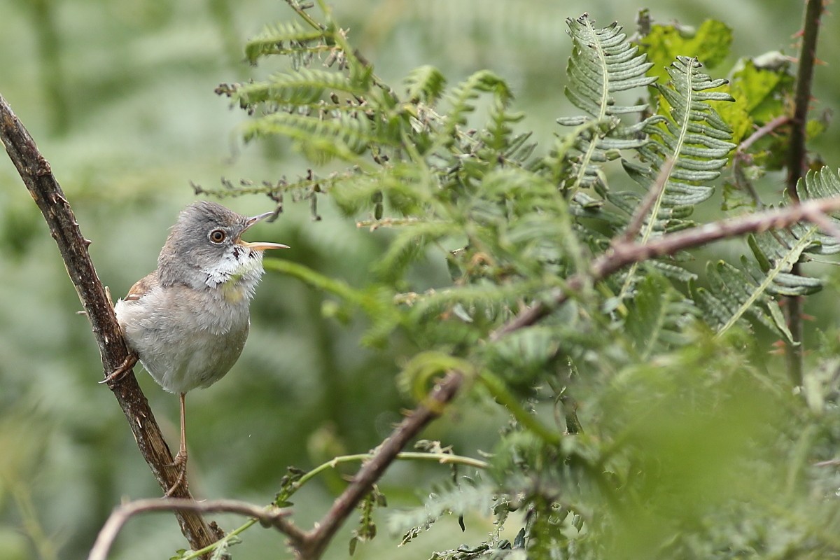 Greater Whitethroat - ML620445098