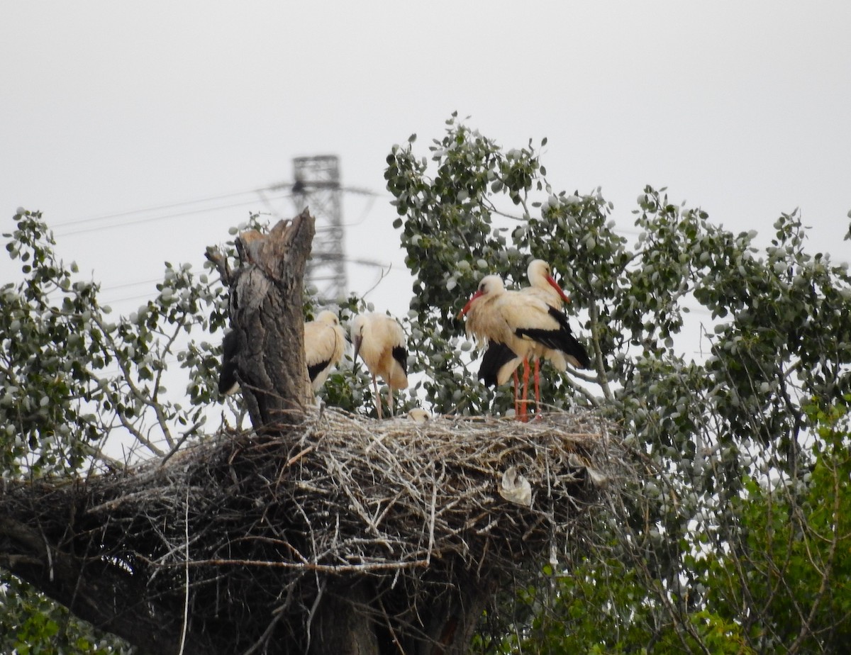 White Stork - ML620445105