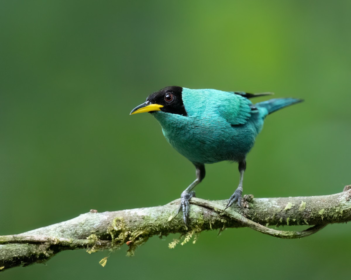 Green Honeycreeper - ML620445109