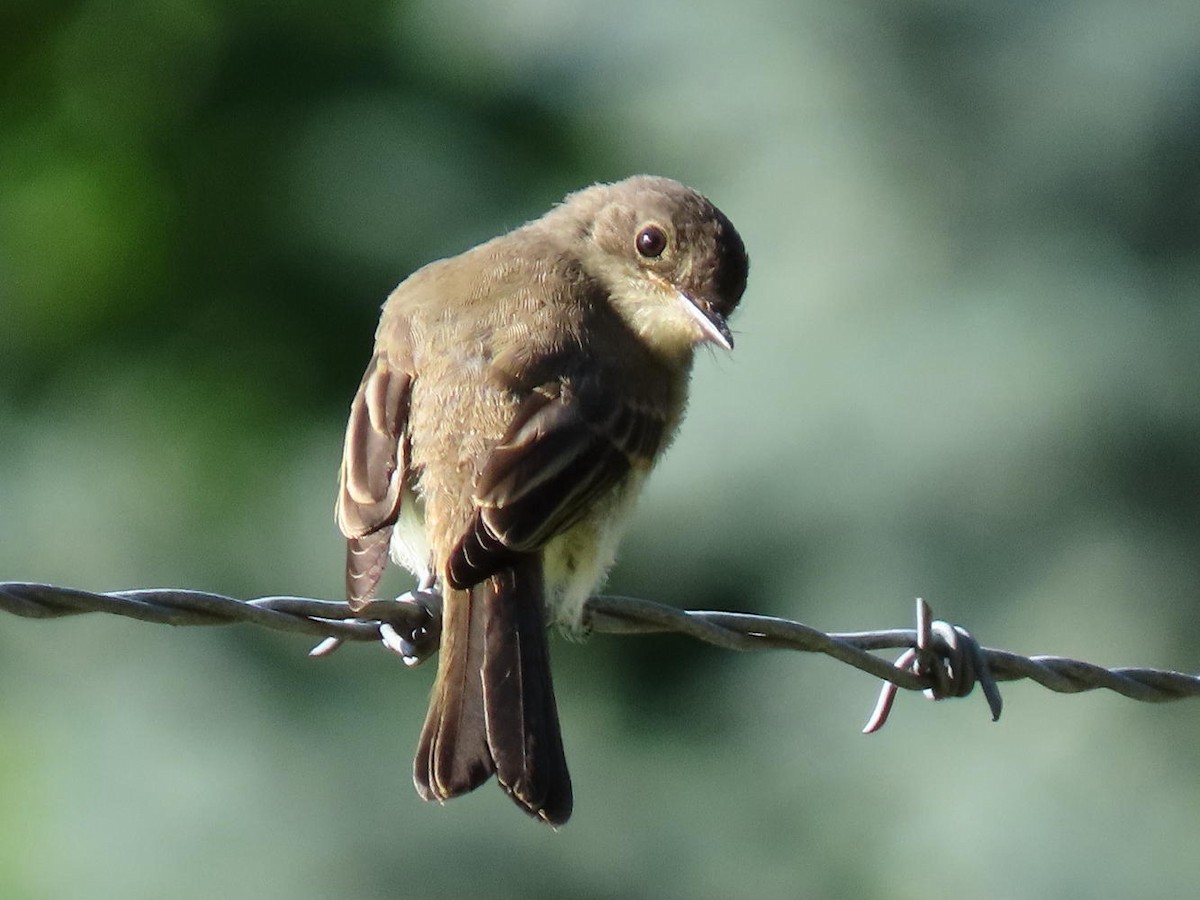 Eastern Phoebe - ML620445123