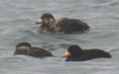 Black Scoter - ML620445131