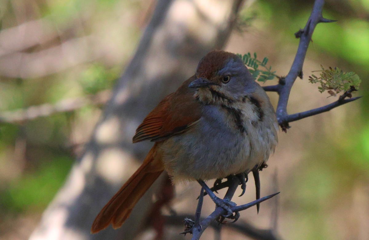 Collared Palm-Thrush - ML620445139