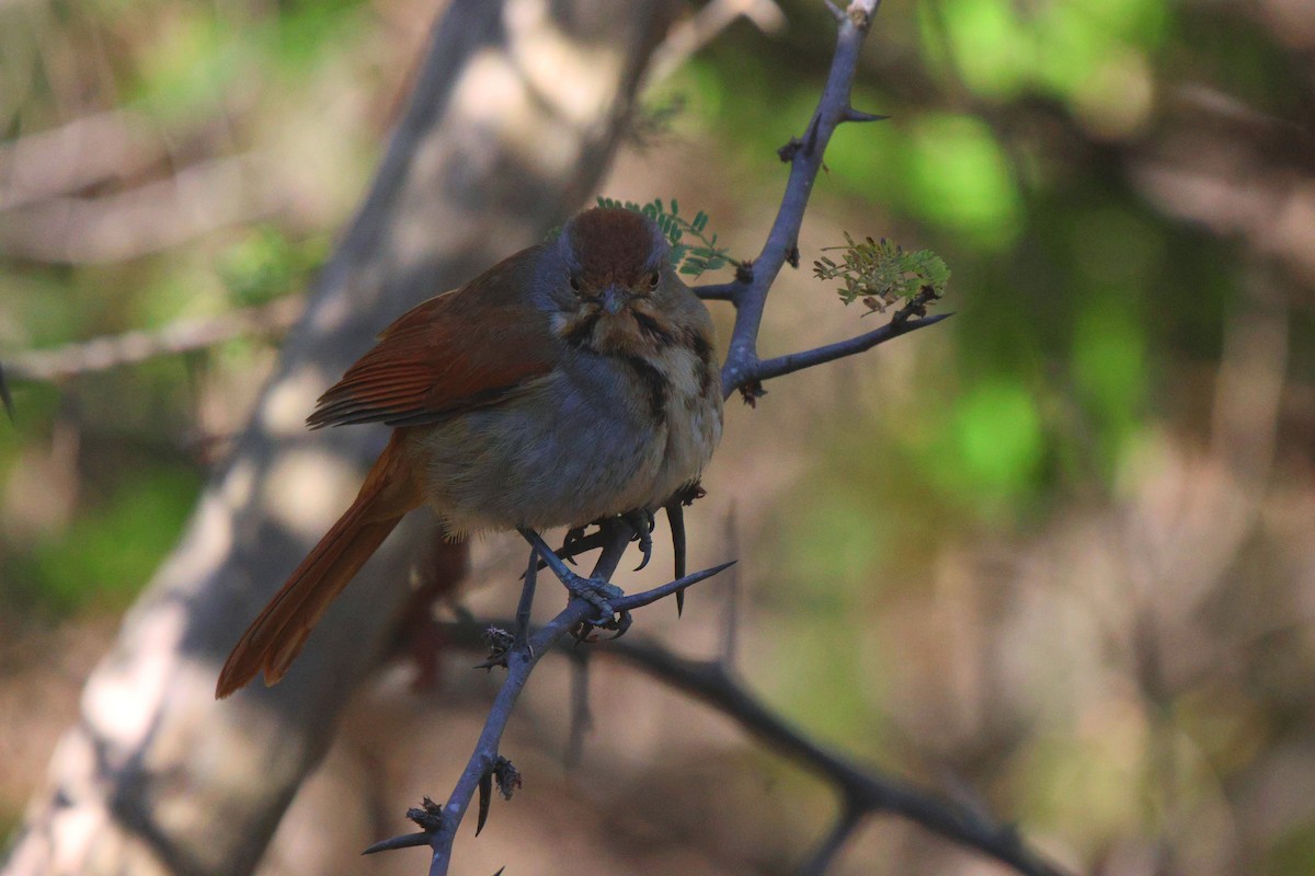 Collared Palm-Thrush - ML620445140