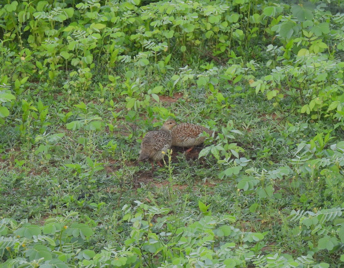 Gray Francolin - ML620445142