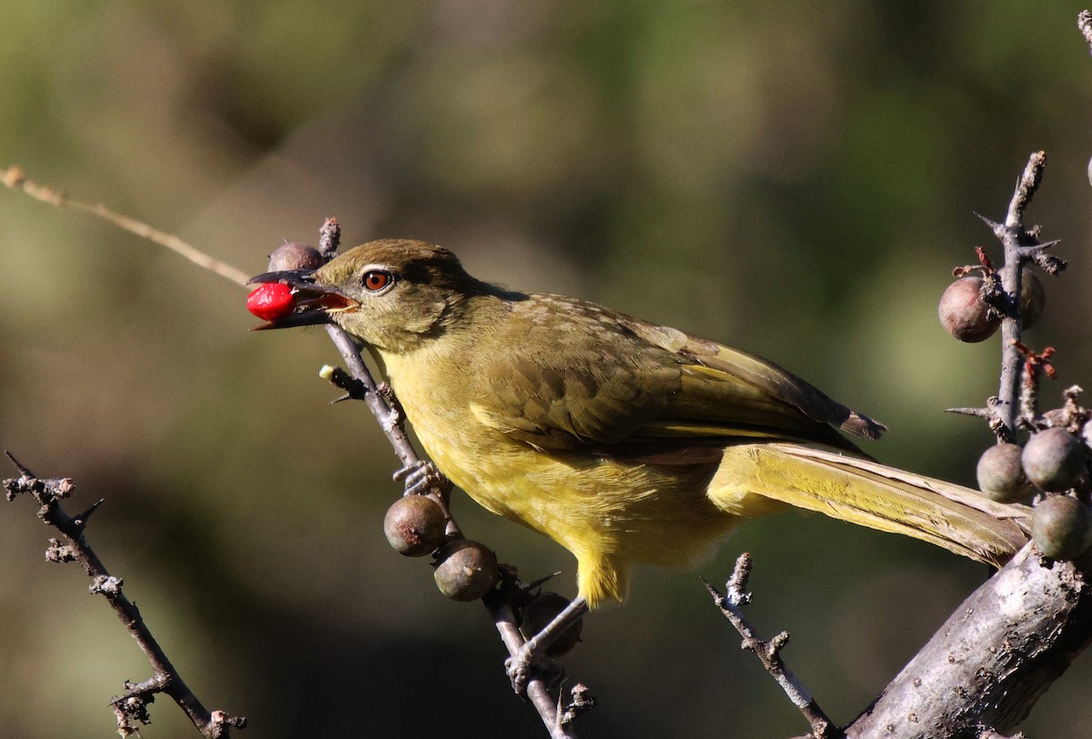 Yellow-bellied Greenbul - ML620445145