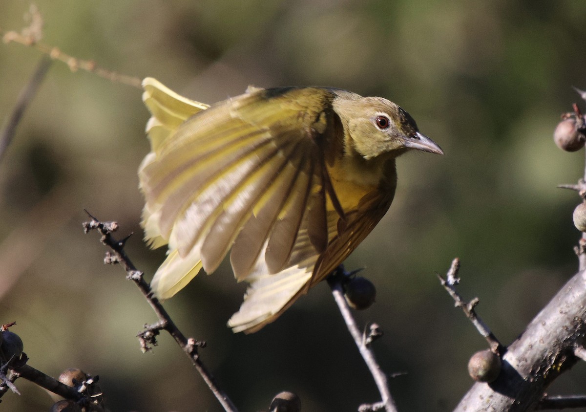 Yellow-bellied Greenbul - Frank Willems - Birding Zambia