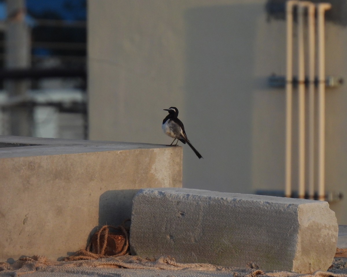 White-browed Wagtail - ML620445149