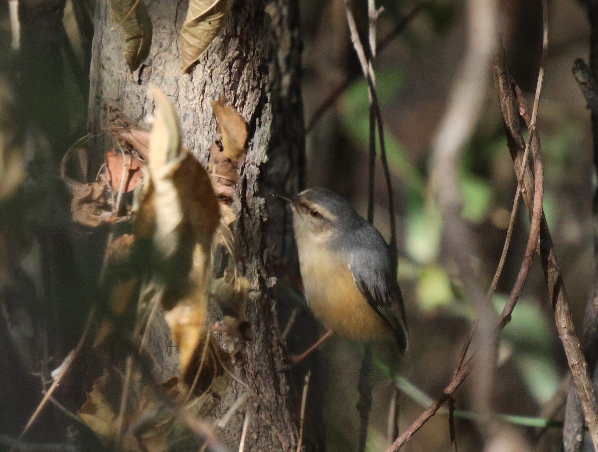 Cape Crombec - Frank Willems - Birding Zambia