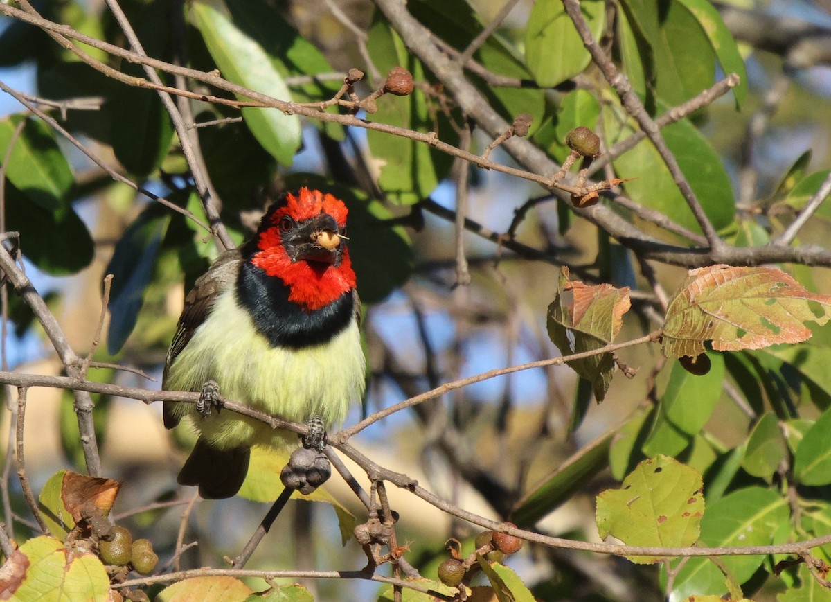 Black-collared Barbet - ML620445161