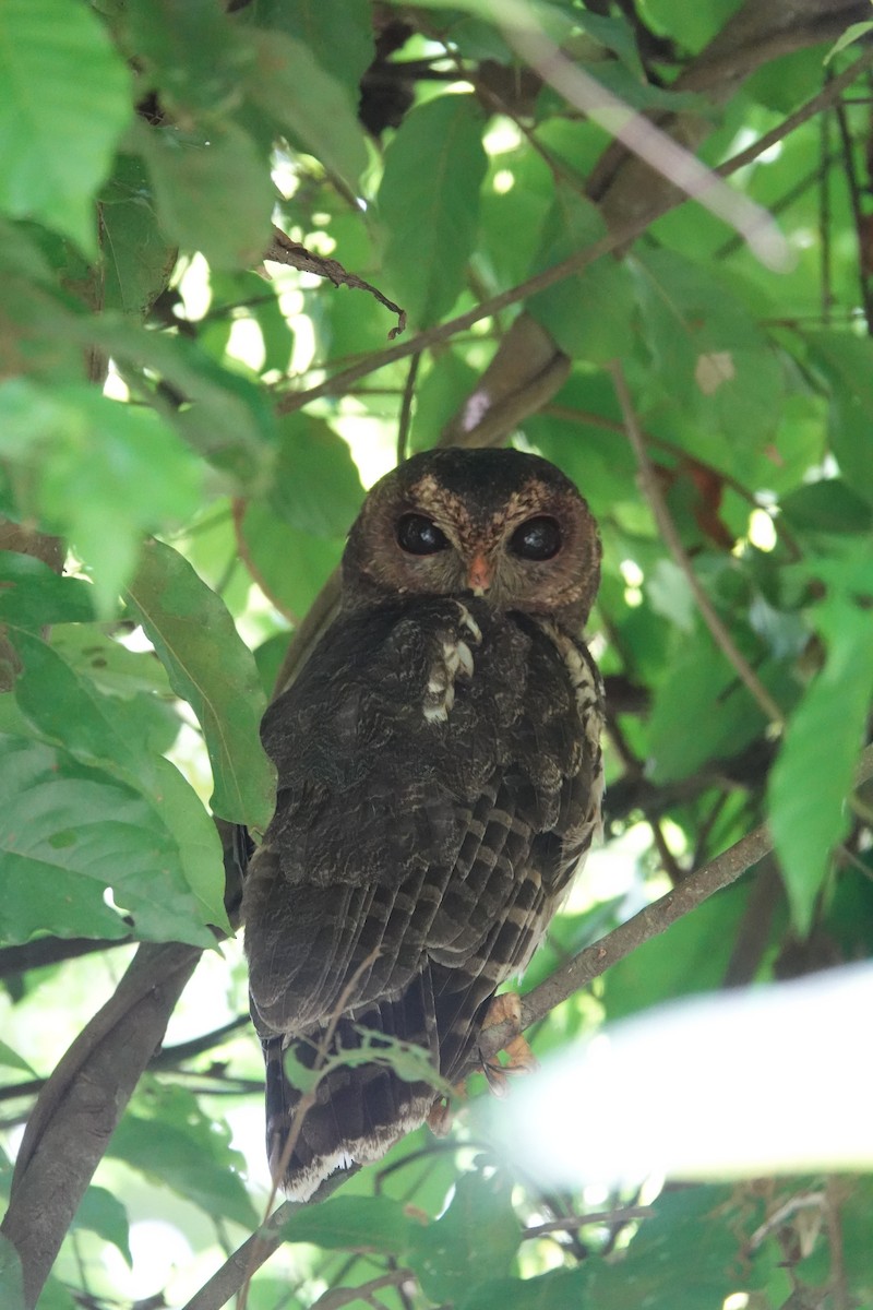 Mottled Owl - ML620445172