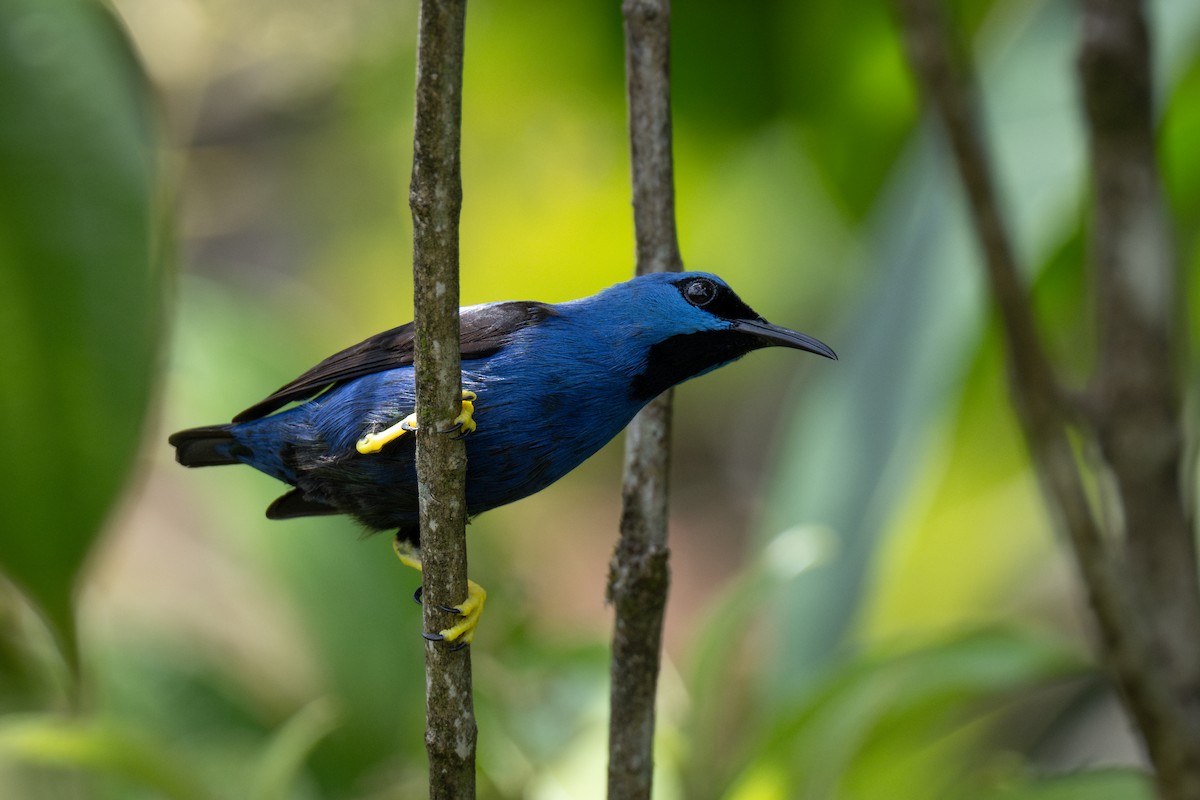 Shining Honeycreeper - ML620445174