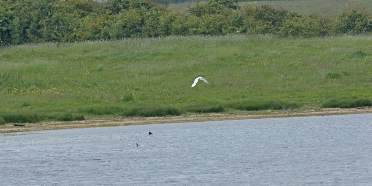 Little Egret - ML620445180