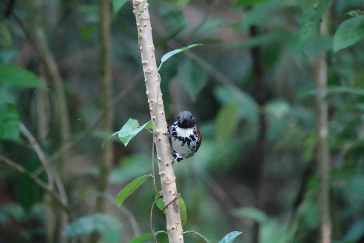 Spotted Antbird - ML620445183