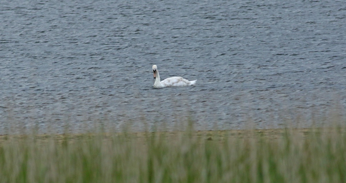 Cygne tuberculé - ML620445186