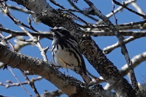 Black-and-white Warbler - ML620445191