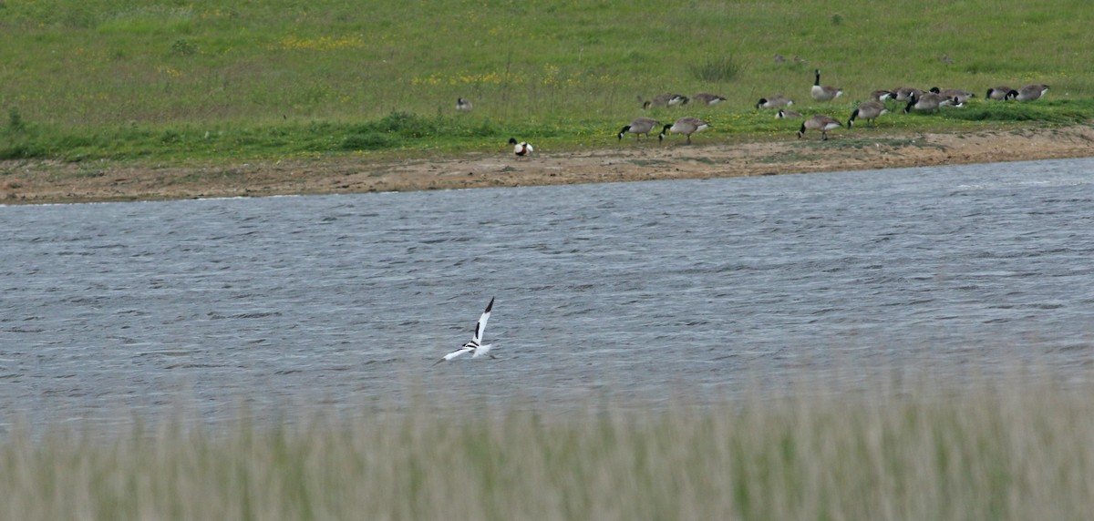 Pied Avocet - ML620445192