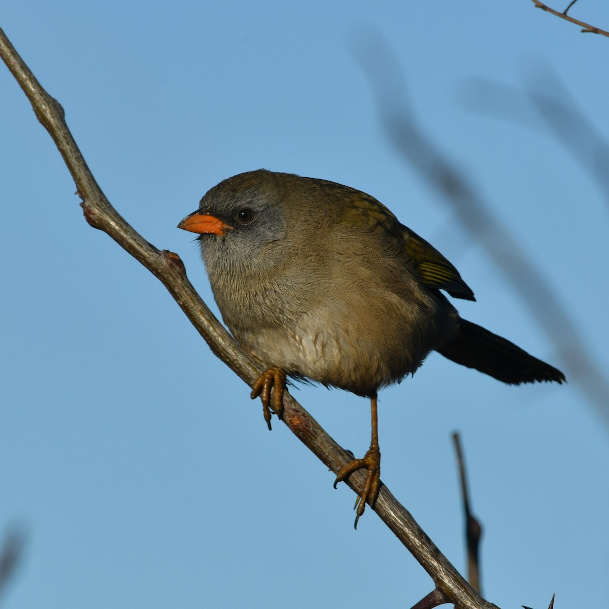 Great Pampa-Finch - ML620445193